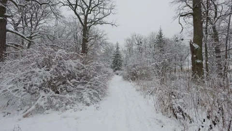 A beautiful walk through the winter forest. Trees, branches and bushes 库存影片 289307471