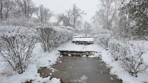 A beautiful walk through the winter forest. Trees, branches and bushes 動画素材 289307806