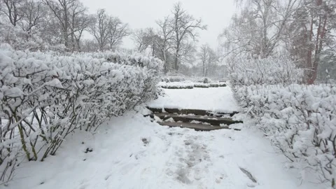 A beautiful walk through the winter forest. Trees, branches and bushes Stock-Footage 289307915