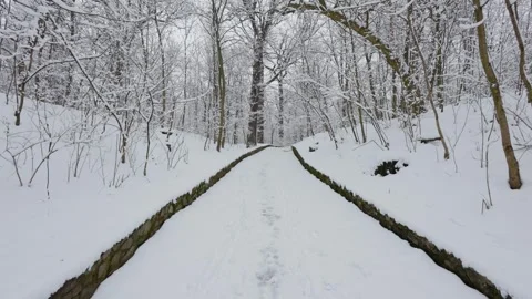A beautiful walk through the winter forest. Trees, branches and bushes Stock Footage 289535894