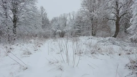A beautiful walk through the winter forest. Trees, branches and bushes Stock Footage 289536600