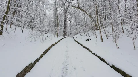 A beautiful walk through the winter forest. Trees, branches and bushes Vidéo 289676575