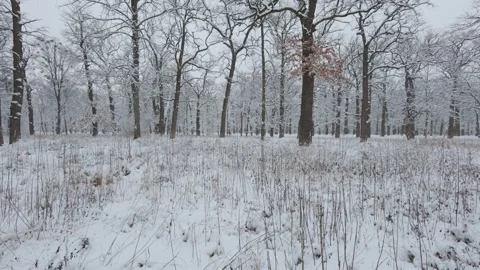 A beautiful walk through the winter forest. Trees, branches and bushes Stockbeeldmateriaal 289676590