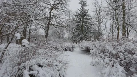 A beautiful walk through the winter forest. Trees, branches and bushes Stock Footage 289677084