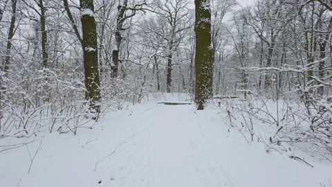 A beautiful walk through the winter forest. Trees, branches and bushes Vidéo 290001478