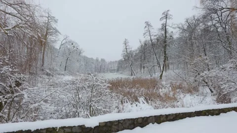 A beautiful walk through the winter forest. Trees, branches and bushes Video stock 290002963