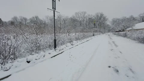 A beautiful walk through the winter forest. Trees, branches and bushes 库存影片 290004019