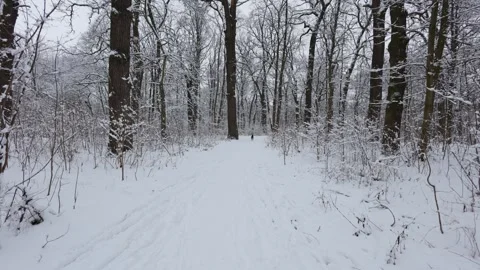 A beautiful walk through the winter forest. Trees, branches and bushes Stockbeeldmateriaal 290089095