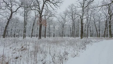 A beautiful walk through the winter forest. Trees, branches and bushes Stock-Footage 290089145
