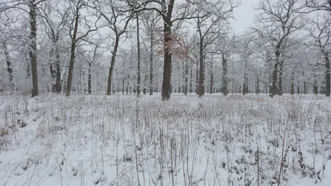 A beautiful walk through the winter forest. Trees, branches and bushes Видео 290089277