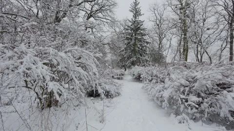 A beautiful walk through the winter forest. Trees, branches and bushes Видео 290089327