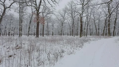 A beautiful walk through the winter forest. Trees, branches and bushes Vídeo Stock 290318236