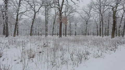 A beautiful walk through the winter forest. Trees, branches and bushes 스톡 동영상 290318298