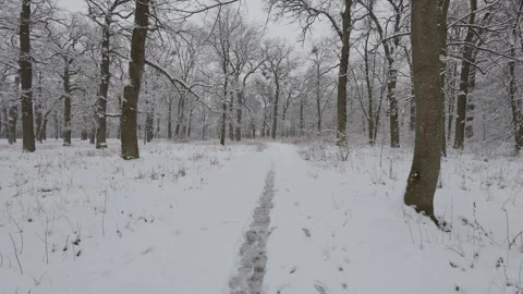 A beautiful walk through the winter forest. Trees, branches and bushes Stock Footage 290318374