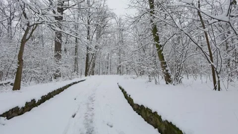 A beautiful walk through the winter forest. Trees, branches and bushes Stock-Footage 290318432