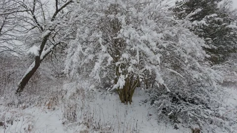 A beautiful walk through the winter forest. Trees, branches and bushes 動画素材 290319064