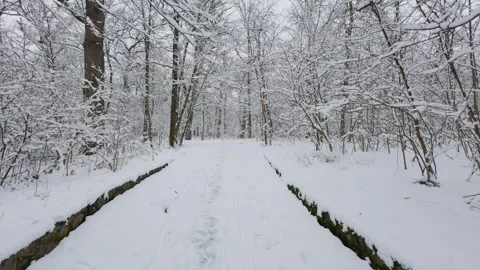 A beautiful walk through the winter forest. Trees, branches and bushes Stock Footage 291533029