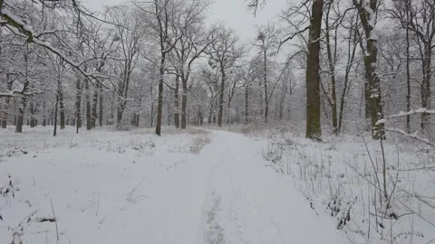 A beautiful walk through the winter forest. Trees, branches and bushes Vídeo Stock 291533176