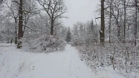 A beautiful walk through the winter forest. Trees, branches and bushes Stock-Footage 291533466