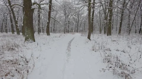 A beautiful walk through the winter forest. Trees, branches and bushes Stockbeeldmateriaal 293490829
