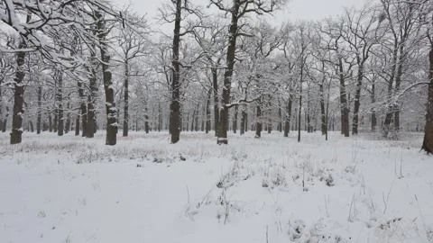 A beautiful walk through the winter forest. Trees, branches and bushes Vídeos de archivo 294717768
