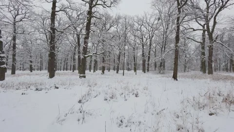 A beautiful walk through the winter forest. Trees, branches and bushes 库存影片 295478707