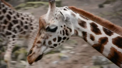 Beautiful walking Giraffe Stock Footage 49074616