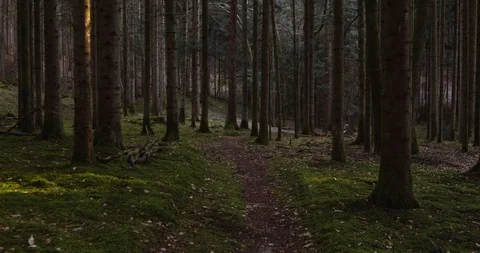 Beautiful walking on mossy path in forest Stock Footage 105470474