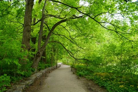 Beautiful walking path underneath lushes green trees Stock Photos