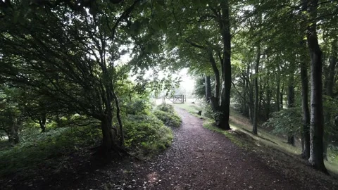 A beautiful walking route through a forest of rustic trees Vídeo Stock 138160776