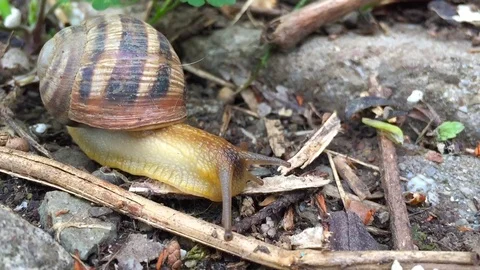 Beautiful walking snail Stockbeeldmateriaal 85874778