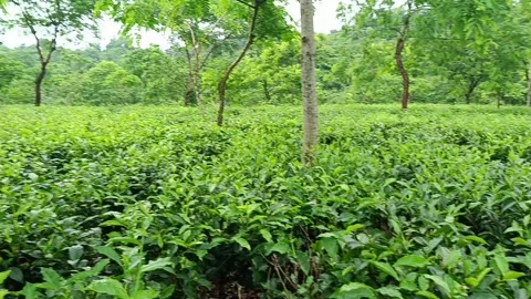 Beautiful Walkway Through Green Tea Garden Rows Stock Footage 337920145