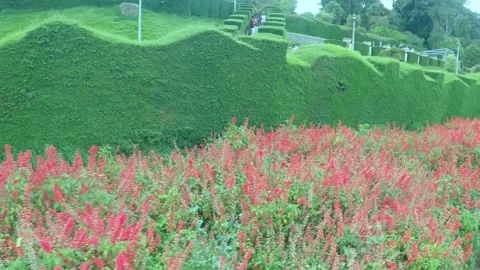 A beautiful wall made of small plants and red flowers Stock Footage 246377359
