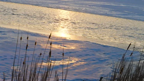 Beautiful Warm Sunset Light Reflects On Open Water And Ice, Snow And Bulrushes Stock Footage 162208438