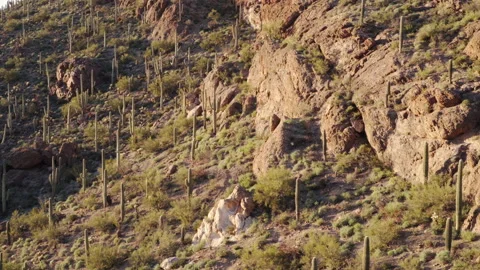 Beautiful warm sunset light at the rocks of Tucson Mountain Park, USA Stock Footage 212862307