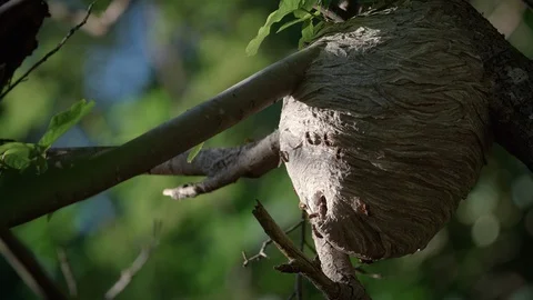 Beautiful Wasp Colony Nest Built in Forest Tree Stock Footage