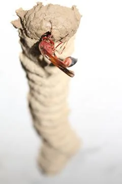 Beautiful Wasp creating multiple compartment hive for laying eggs. Foto stock