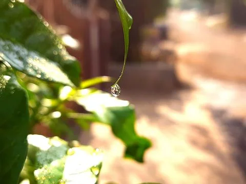 Beautiful water droplets on a leaf, in the morning sunlight. Stock Photos