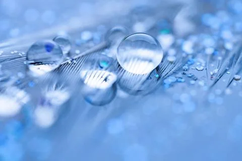 Beautiful water drops on the feather. Macro. Beautiful soft light blue and vi Foto stock