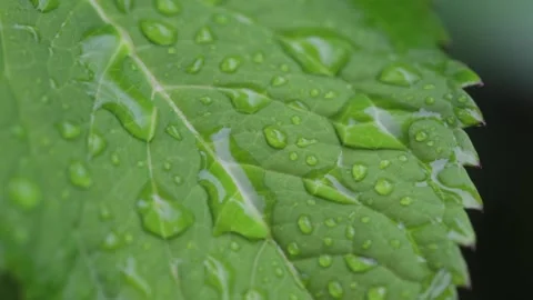 Beautiful water drops Stock Footage 219334058