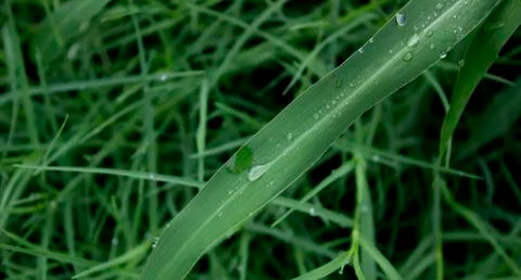 Beautiful water drops on the grass. Stock Photos