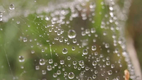 Beautiful water drops on spider web close-up. Dolly slider shot. Stock Footage 70876487