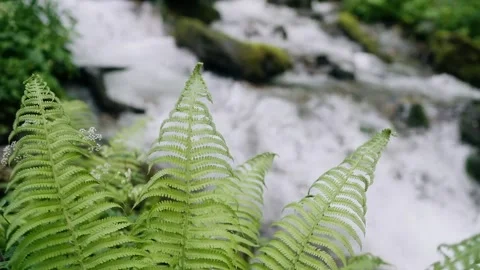 Beautiful water flow flowing in the river Stock Footage 242395083