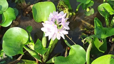 Beautiful Water Hyacinth Flower (Eichhornia crassipes) Stock Footage 318541353