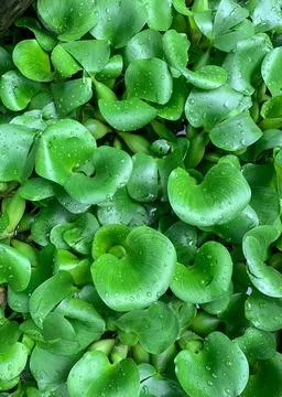 Beautiful water hyacinth leaf pattern, close up. Top view. Copy space. Wall.. Stock Photos
