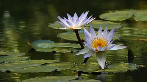 Beautiful Water Lily in Bloom Video stock 80441180