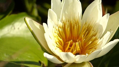 Beautiful in water plant on a pond Stock Footage 84160271