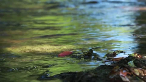 Beautiful Water Stream Video stock 95967352