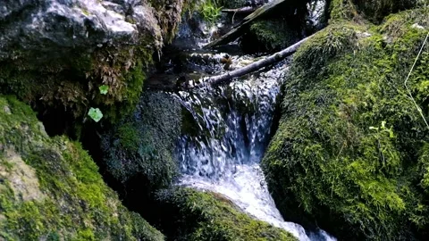 Beautiful water stream in forest Stock Footage 135665764
