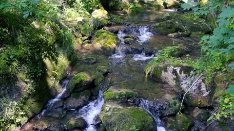 Beautiful water stream in forest Stock Footage 135666362